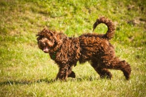 Australian Labradoodle Gala-jogging
