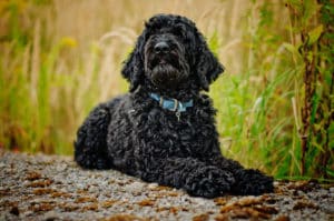 Australijski Labradoodle, czarny Onyxe